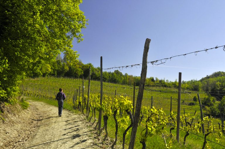 Abbazia Vezzolano: frutteti