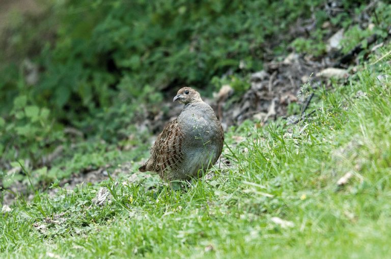 Alta Via Monti Lariani: fauna