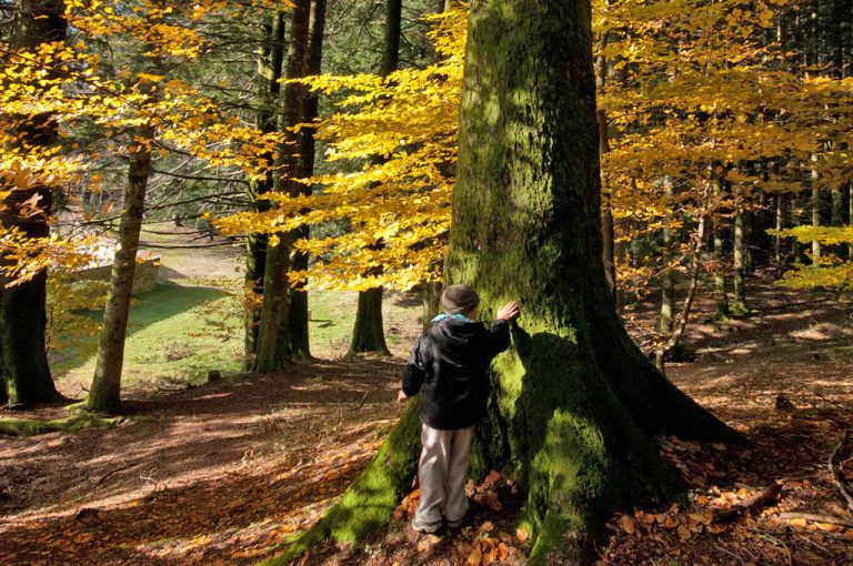 Eremo Camaldoli: bosco