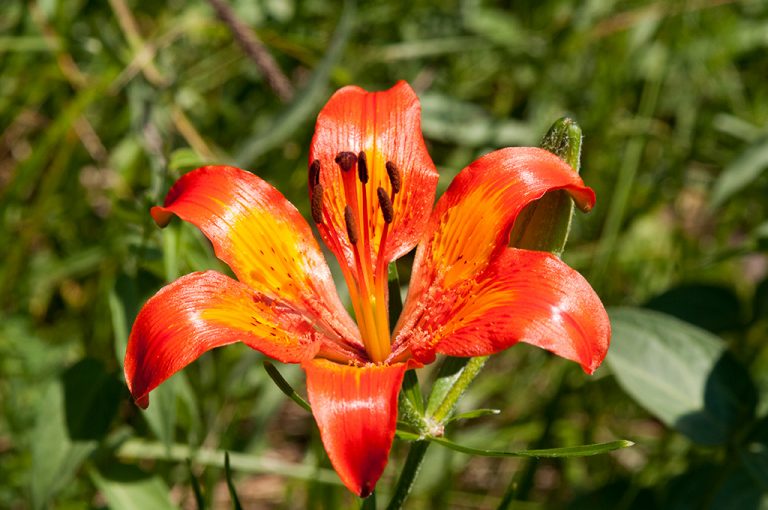 Parco Monte Barro: flora