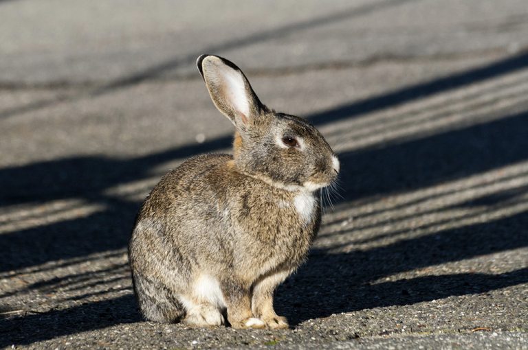 Lago di Vico: fauna