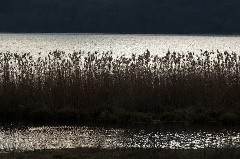 Lago di Vico: canneti