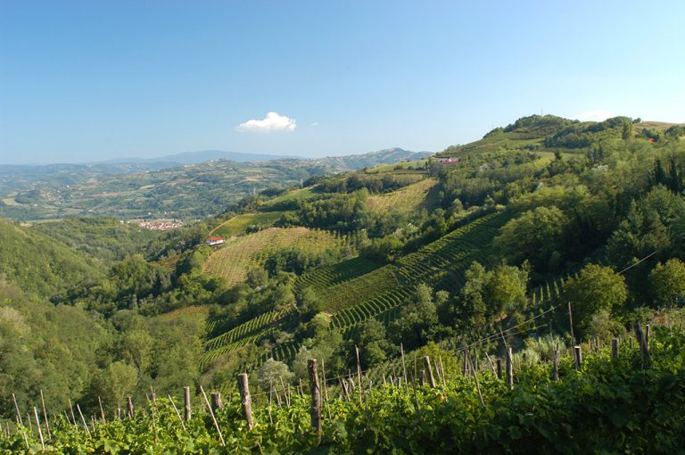 In camper nelle Langhe: vigneti