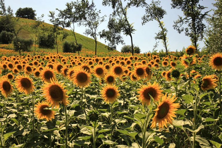 In moto nel Piceno: girasoli