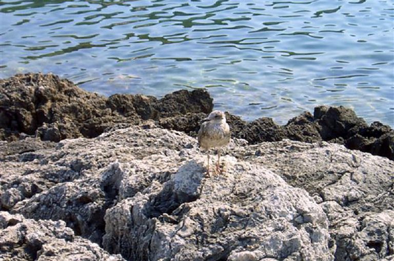 Isole Tremiti: Diomedea