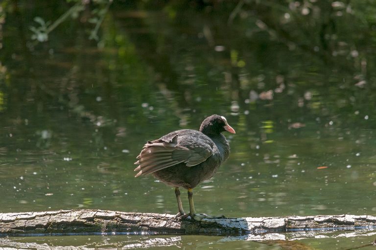 Laghi Avigliana: gallinella