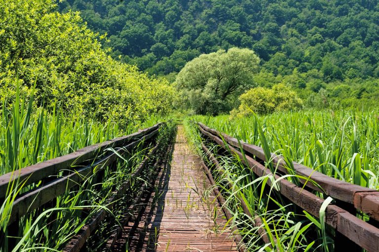 Laghi Avigliana: zona umida