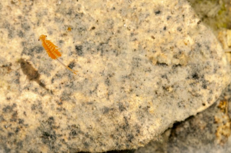 Lago di Pilato: Chirocefalo