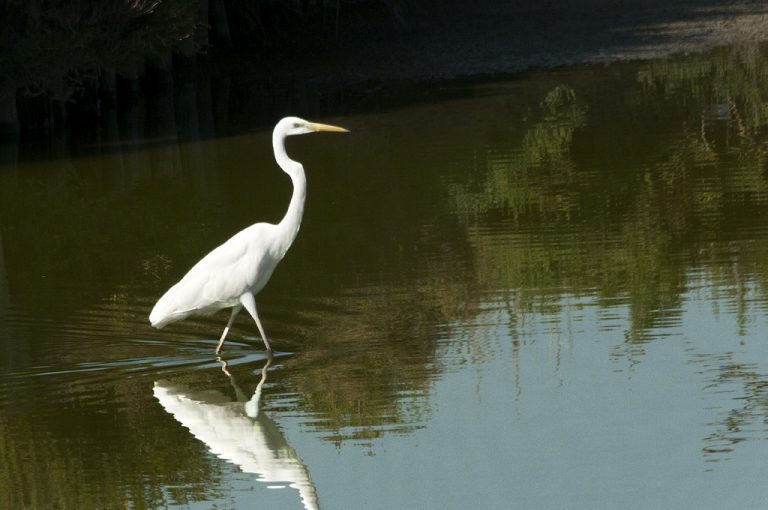 ciclabile sinistra po: airone