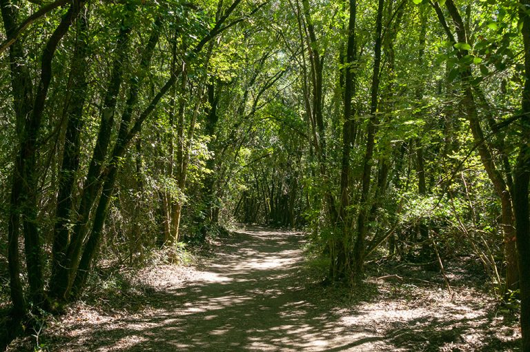 Masso delle fanciulle: bosco