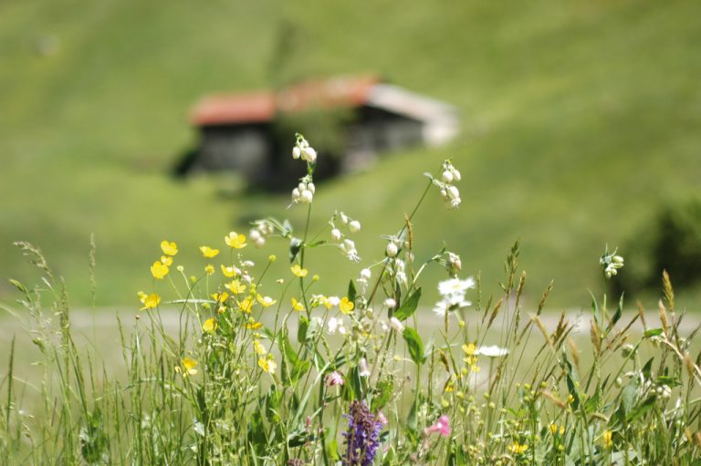 Val Grosina: alpeggi
