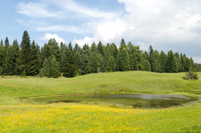Val Pusteria: pascoli