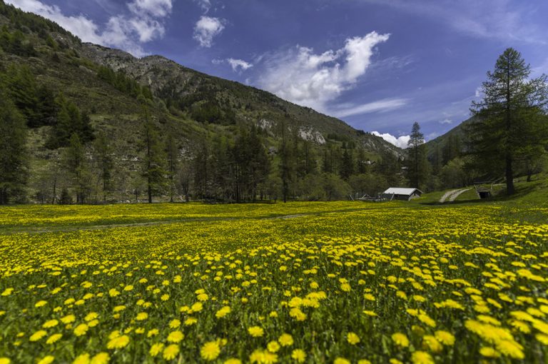 Valle Tanaro: tarassaco