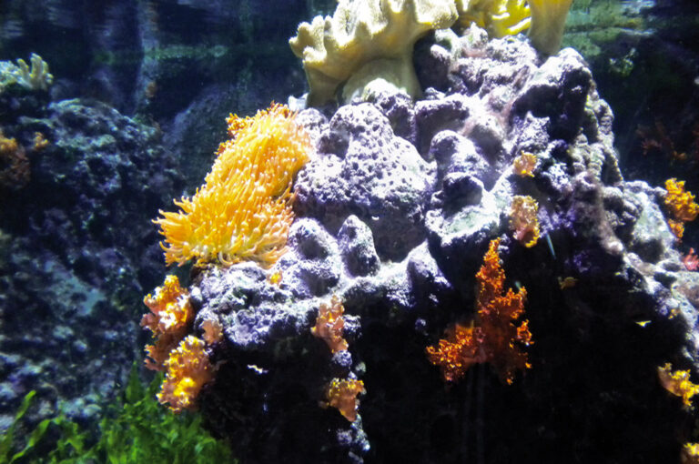 Acquario civico milano: mar rosso