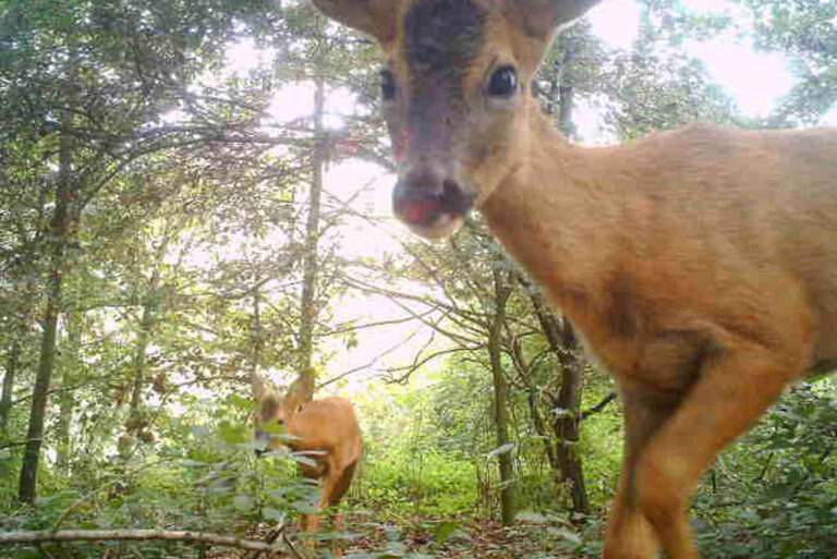 L’oasi naturale le bine: caprioli