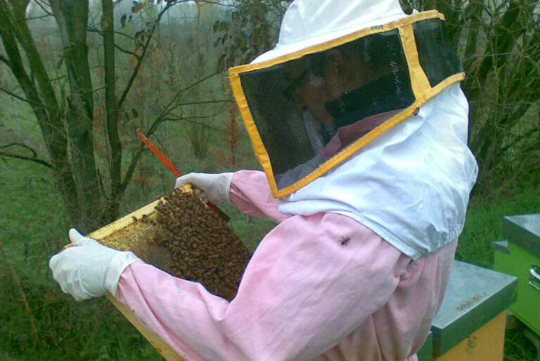 L’oasi naturale le bine: api