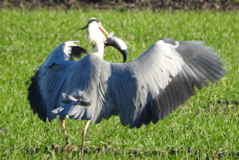 L’oasi naturale le bine: airone cinerino
