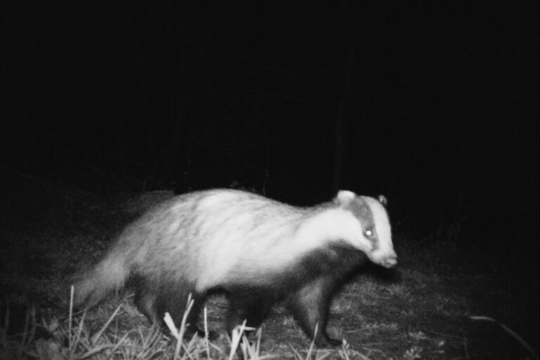 L’oasi naturale le bine: imago