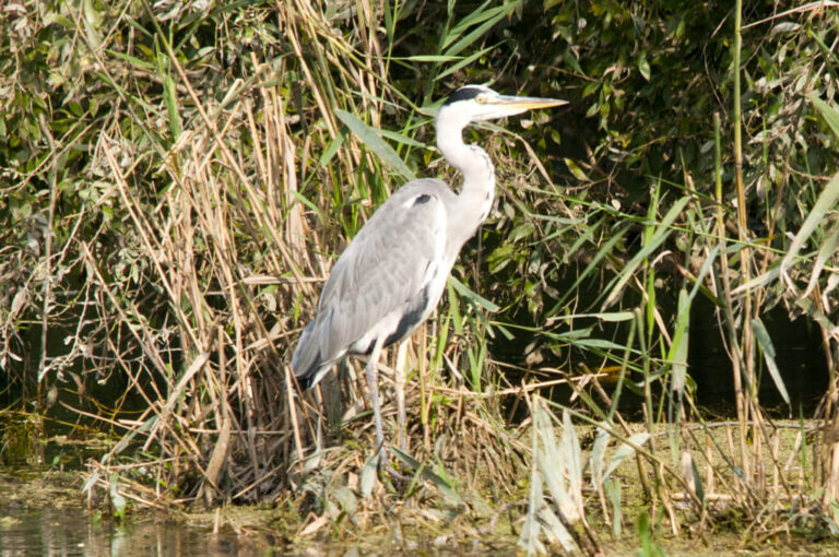 Sorgenti sile: airone