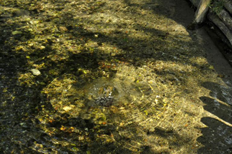 Sorgenti sile: bosco dei Fontanassi