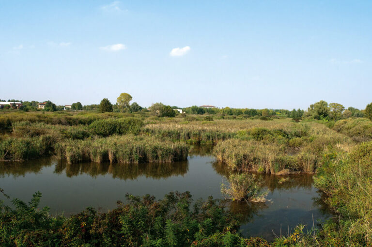 Torbiere di marcaria: panoramica sulle torbiere