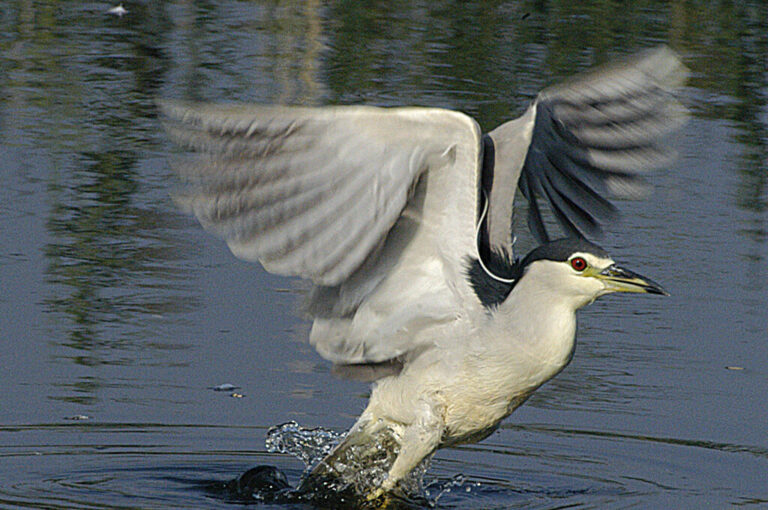 Torbiere di marcaria:nitticora