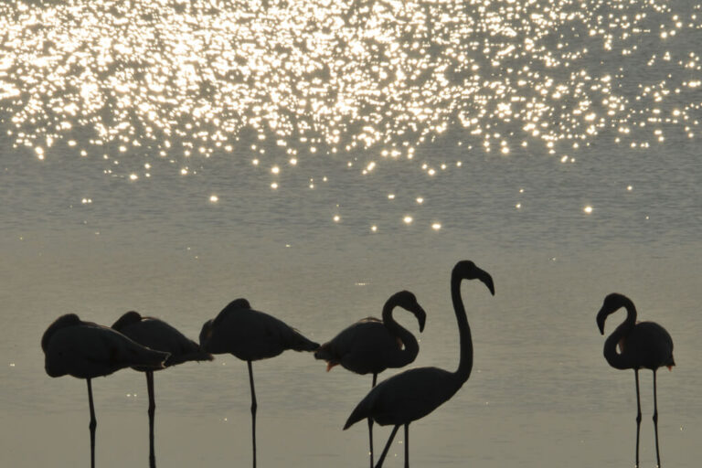 La natura selvaggia di boscoforte: fenicotteri