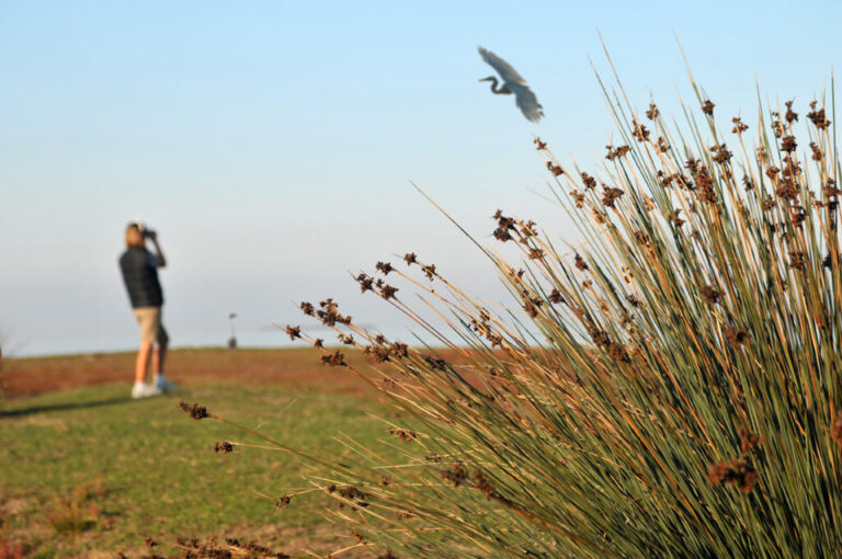 La natura selvaggia di boscoforte: birdwatching