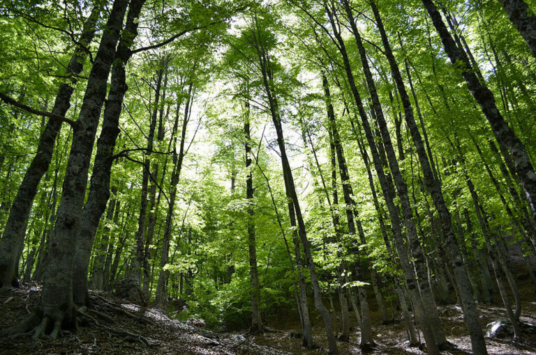 Parco nazionale d'abruzzo, lazio e molise