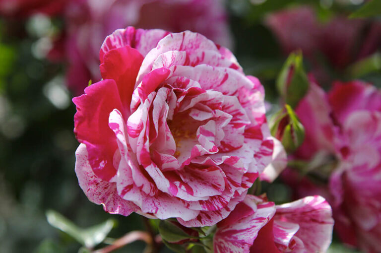 Perugia flower show
