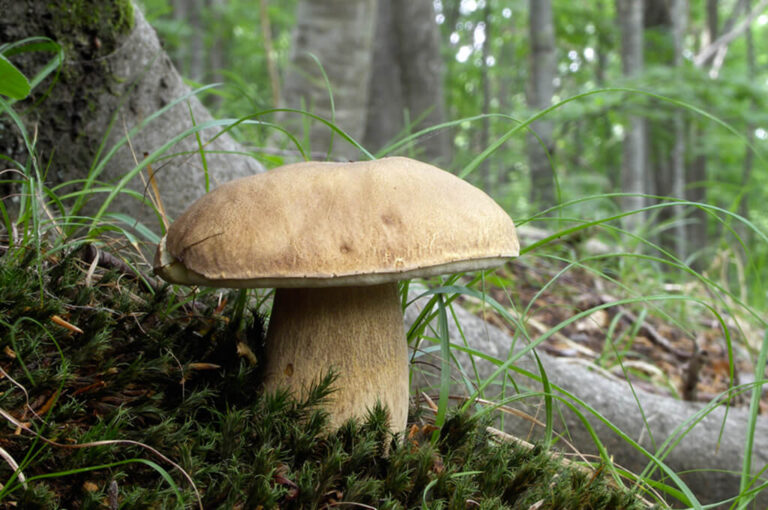 Fungolandia