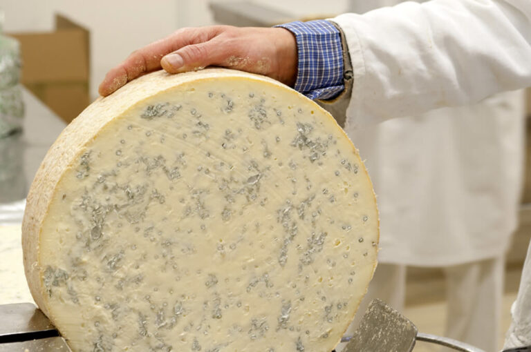 Viaggio di gusto tra i formaggi del lodigiano:lavorazione gorgonzola