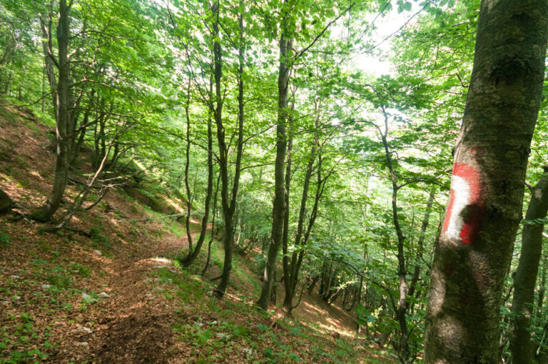 Valle dei mulini: bosco