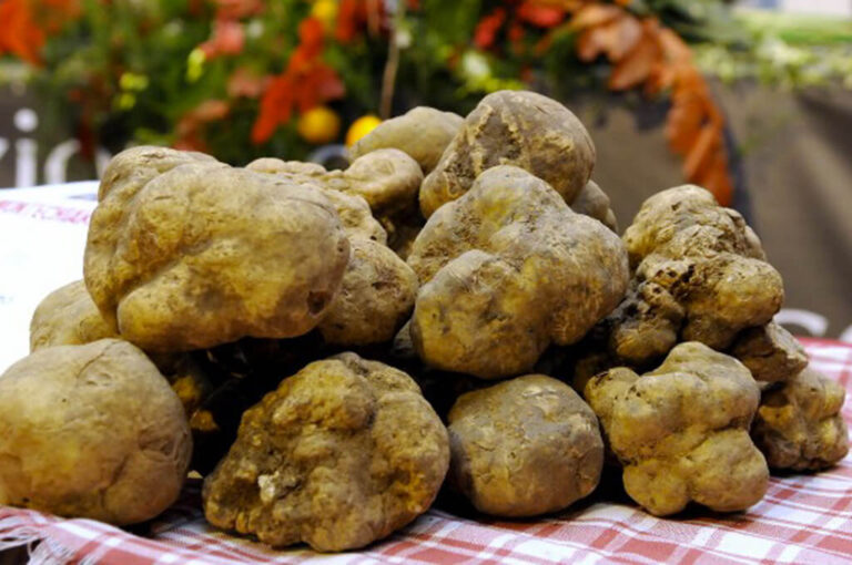 Mostra mercato del tartufo bianco delle crete senesi