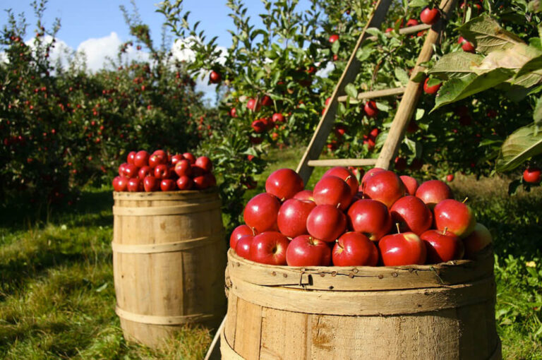Pomaria