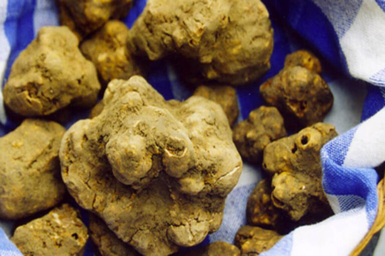 Fiera nazionale del tartufo bianco pregiato di pergola