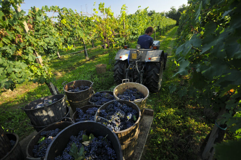 Mercato dei vini dei vignaioli indipendenti