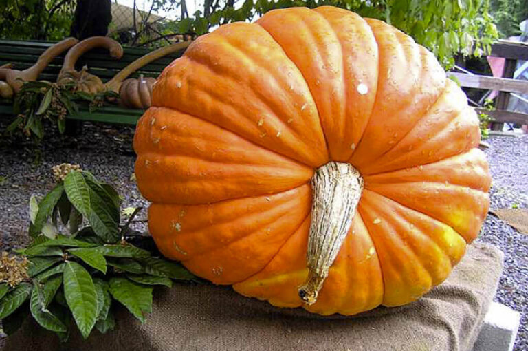 Mostra dall'a ...alla zucca