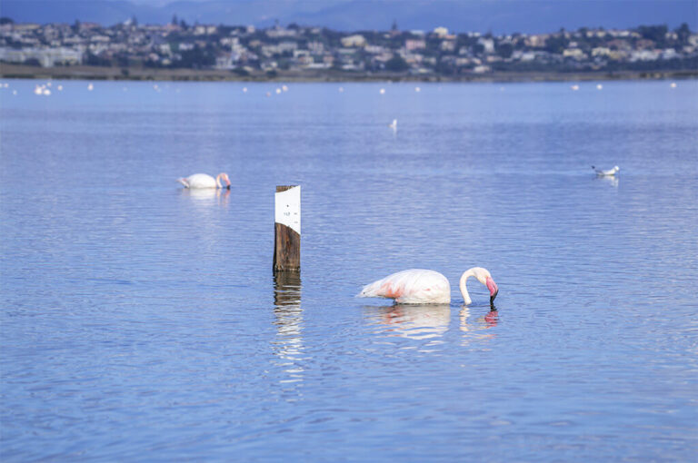 Sardegna camper: stagno di molentargius