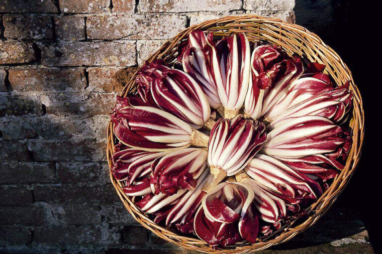 Festa del radicchio rosso