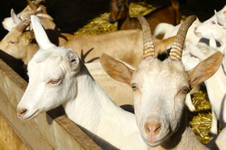 Antica fiera di san gregorio