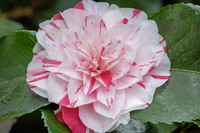 Mostra antiche camelie della lucchesia