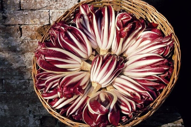 Mostra mercato del radicchio di treviso igp