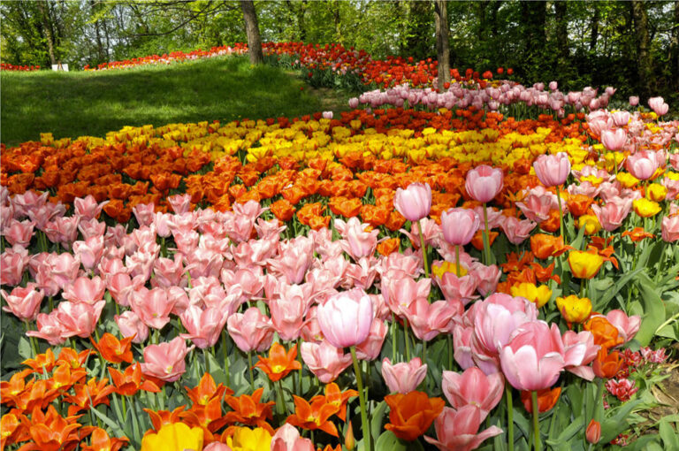 Messer tulipano