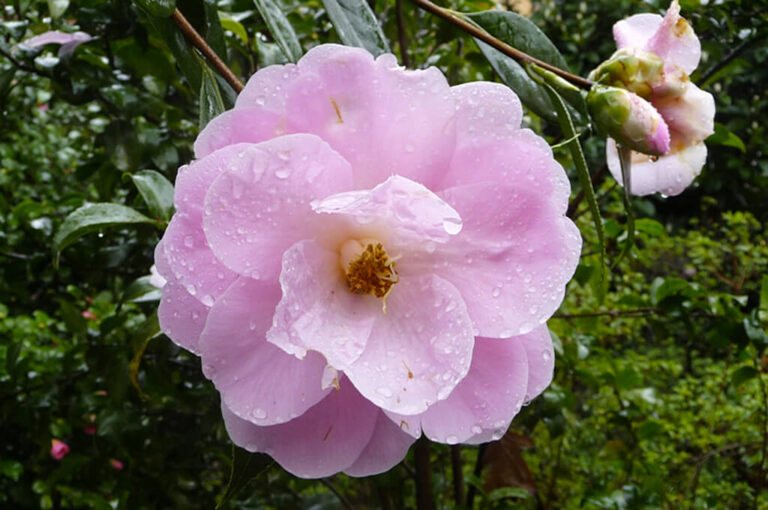 Mostra della camelia