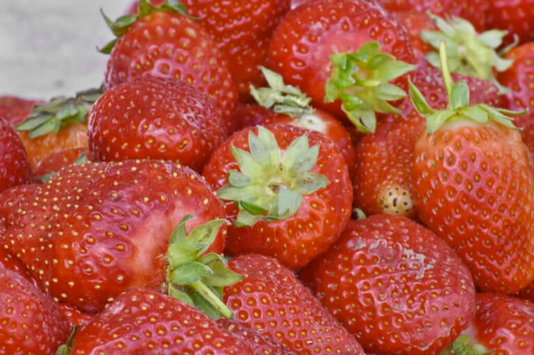 Sagra della fragola lagosanto