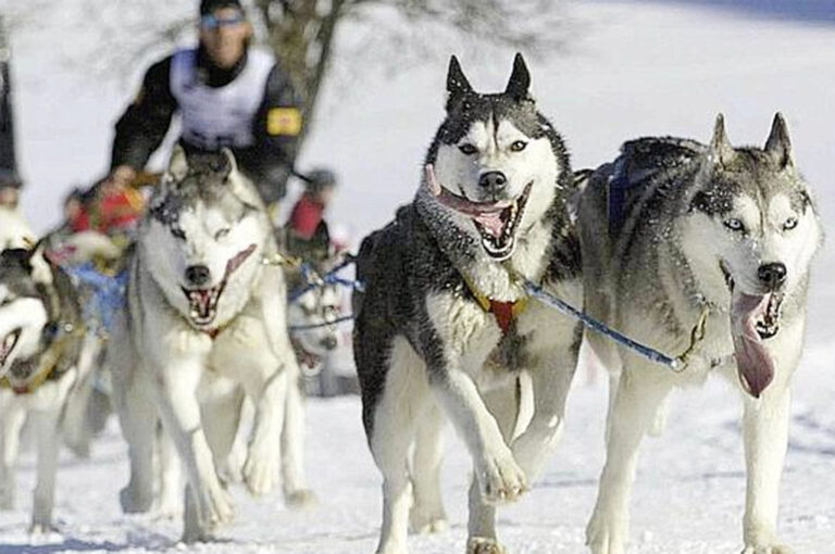Alaskan malamute sledogg day