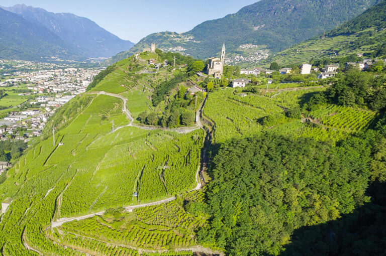 Mangiar per vigne