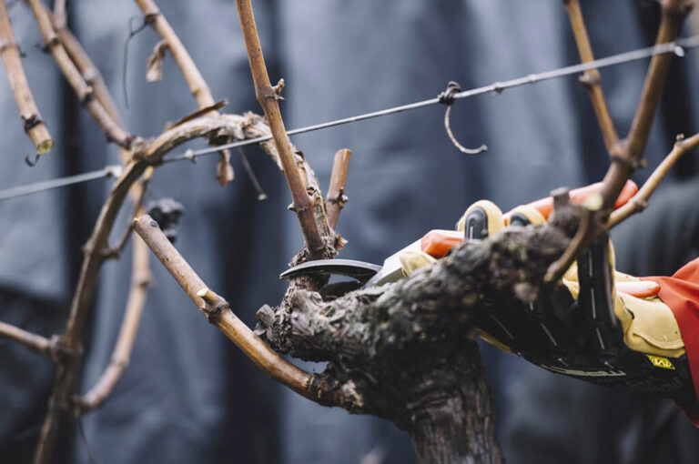 Festival del potatore