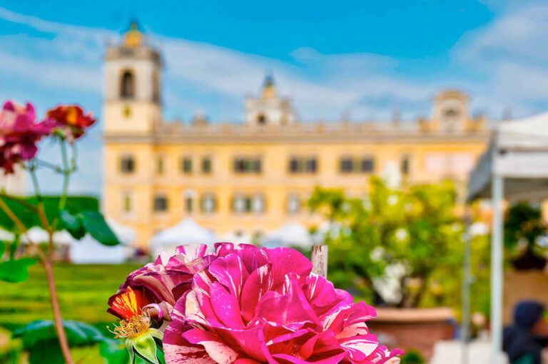 Nel segno del giglio